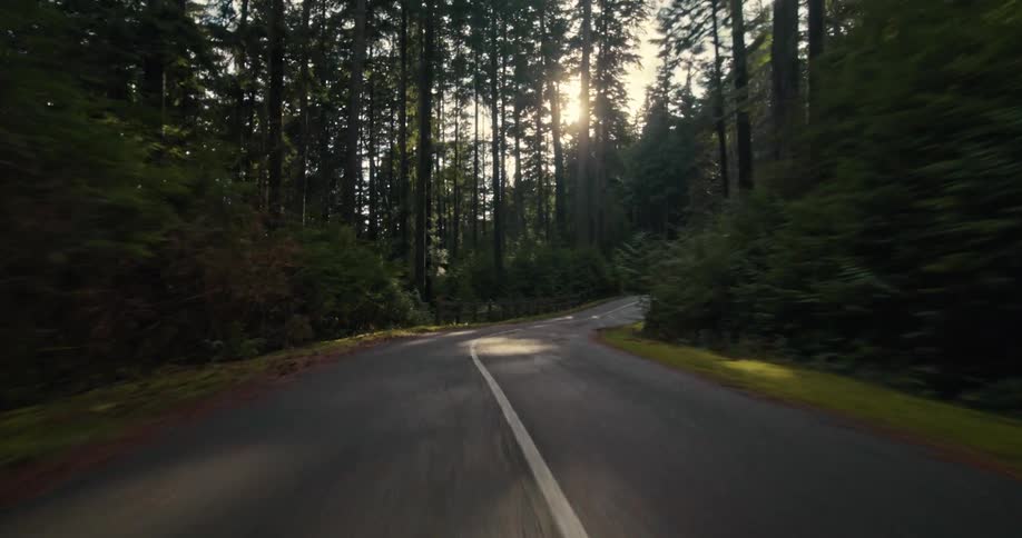 A fast-paced point-of-view drive down a winding, empty road through a dense, sun-dappled forest