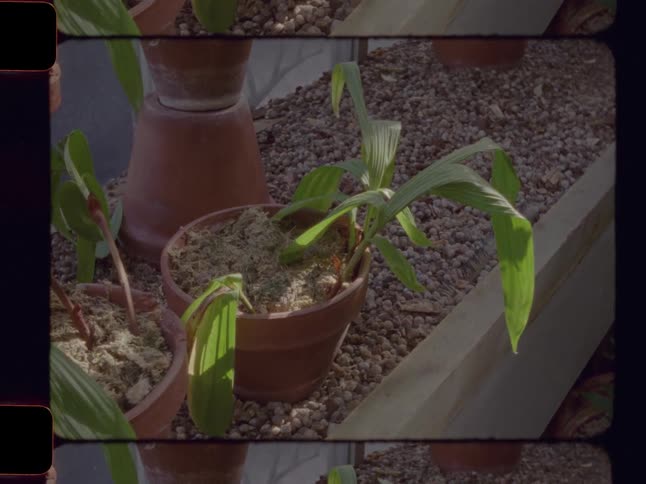 A vintage film still shot of a small green plant in a terracotta pot sitting in a sunny greenhouse