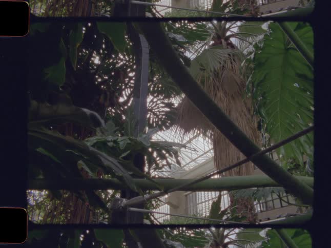 Lush tropical plants frame a view of a large glass conservatory in a vintage film clip