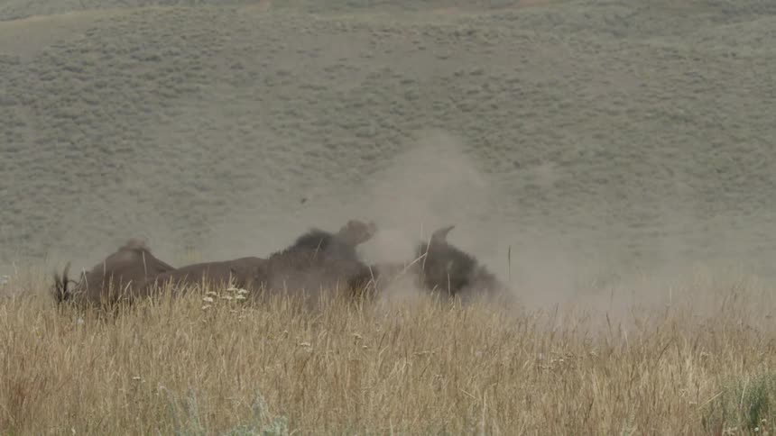 An American bison rolls around in a dusty field, kicking up a huge cloud of dirt in super slow motion