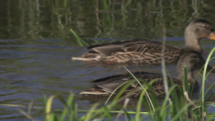 Several mallard ducks swim and forage for food in the calm water of a pond near the grassy bank