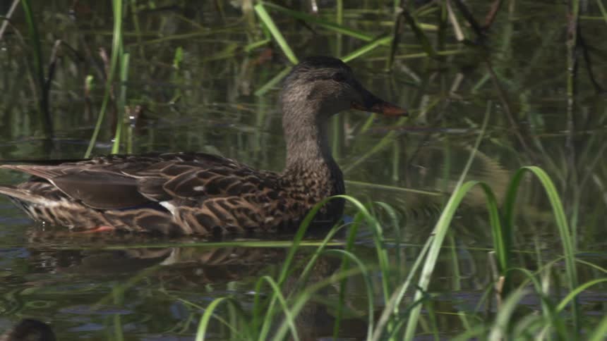 Two mallard ducks float peacefully in a serene pond as one drinks from the water in slow motion