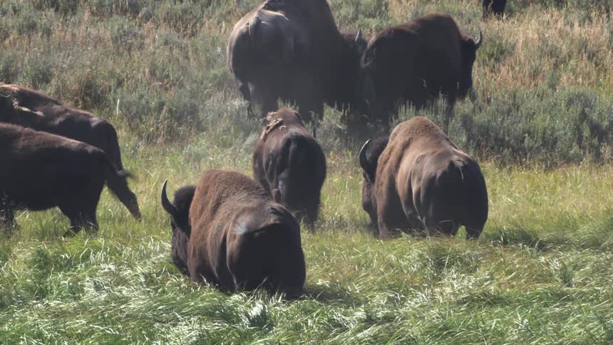 A herd of American bison grazes and walks away through a lush green meadow in slow motion