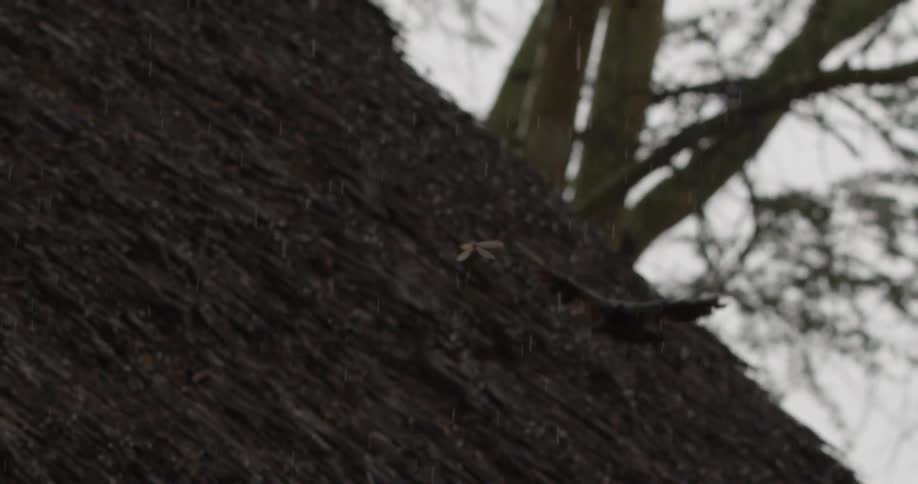 The bird catches the dragonfly