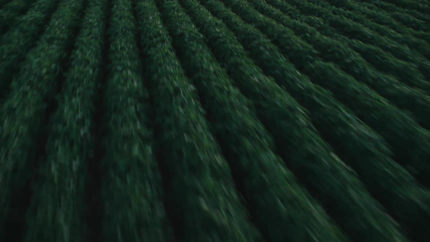 A fast-paced aerial flyover skims low across endless rows of lush green crops in a vast field at sunset