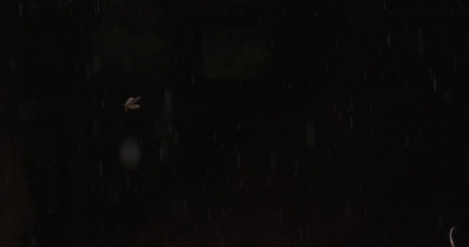 A dragonfly in the rain