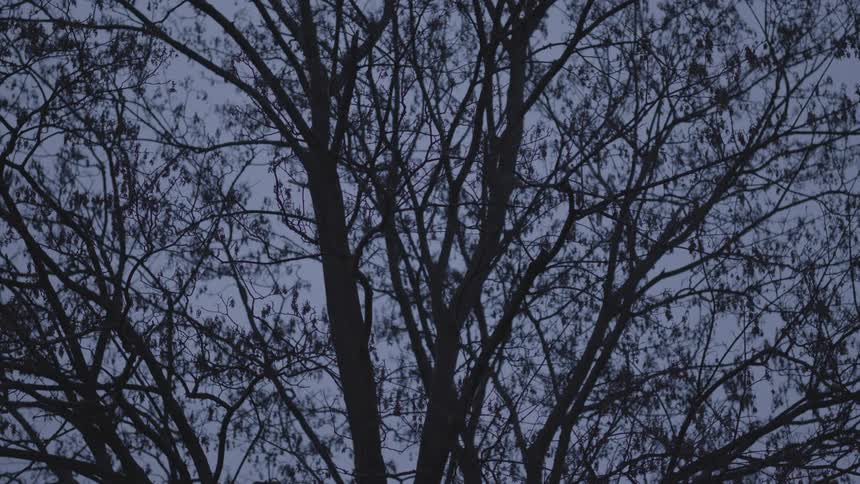 A static shot of a large leafless tree silhouetted against the dim twilight sky