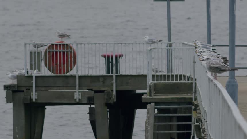 In slow motion, a seagull takes flight from a pier railing, leaving behind the rest of its flock on an overcast day