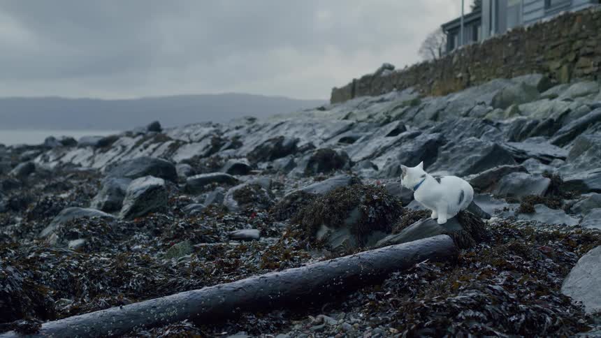 A white cat with black spots sits on a rocky, seaweed-covered shoreline on a gloomy, overcast day before walking towards the camera