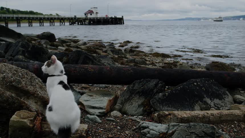 A serene and contemplative black and white cat sits on a rocky shoreline, gazing out at the water towards a distant pier