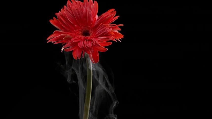 Wisps of white smoke curl up the stem of a vibrant red gerbera daisy against a solid black background