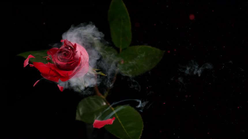 A single red rose on a black background dramatically explodes into tiny pieces in super slow motion