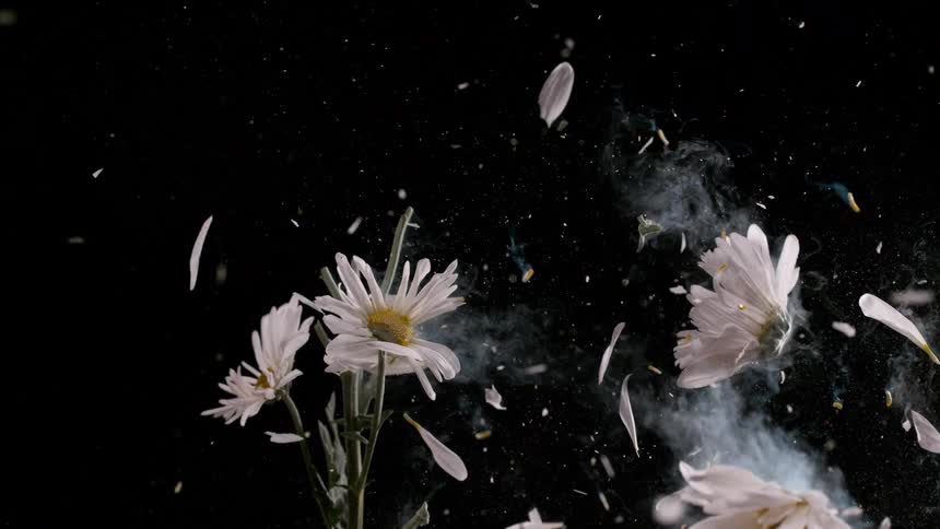 A beautiful bouquet of white daisies explodes in a dramatic slow-motion blast against a black background
