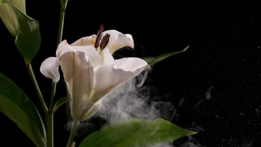A still shot of a white lily flower with ethereal smoke and particles drifting past in slow motion against a black background