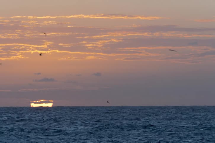 Timelapse footage captures the golden sun setting over the ocean as a flock of birds flies across the sky