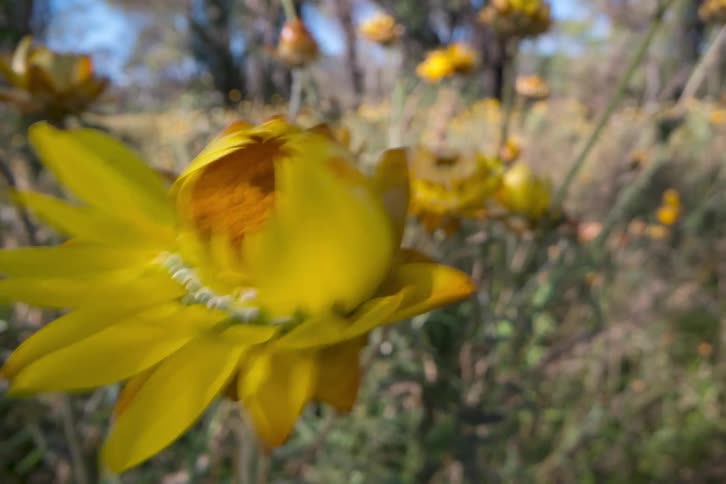 Close-up of a vibrant yellow strawflower opening and swaying in the wind in a sunny field