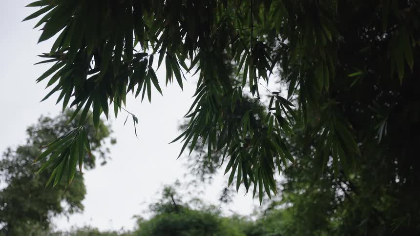A low-angle view of dark green bamboo leaves gently swaying in the breeze against an overcast sky