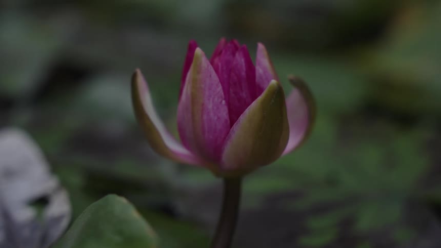 A beautiful close-up of a vibrant pink water lily bud resting in a tranquil pond