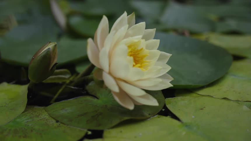 A serene close-up of a delicate white and yellow water lily flower floating gracefully on a pond amidst green lily pads