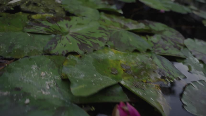 A slow tracking shot glides over a serene pond filled with lily pads and a single closed pink water lily bud