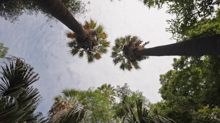A spinning low-angle view looking up through a lush canopy of tall palm trees towards the cloudy sky