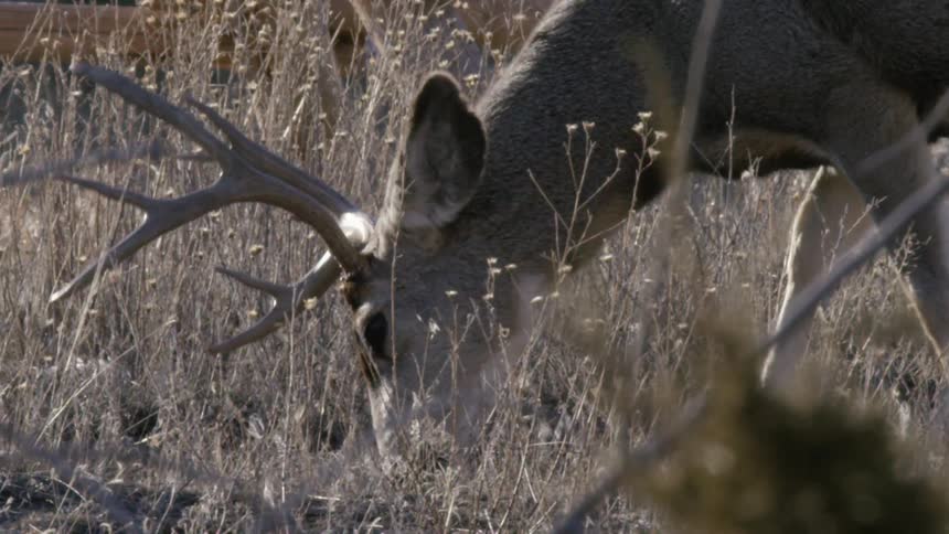 A majestic mule deer buck with large antlers grazes in a dry, grassy field during the winter in slow motion
