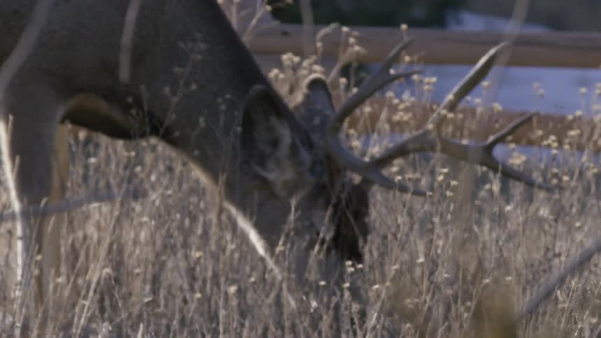 A large mule deer buck with impressive antlers grazes peacefully in a sunlit field of tall, dry grass in slow motion