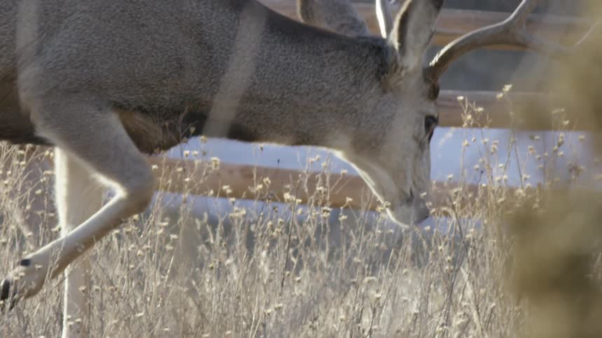 A majestic buck with large antlers grazes in a sunlit field of dry grass in slow motion