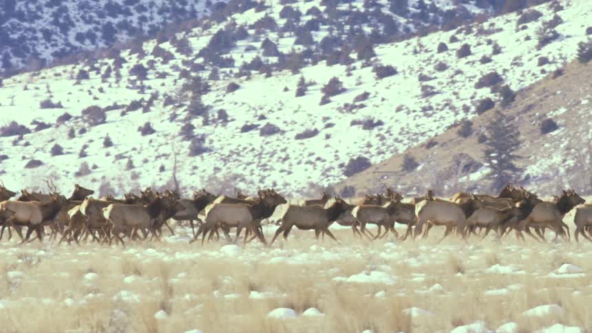 A massive herd of elk runs in slow motion across a snowy field at the base of a winter mountain range