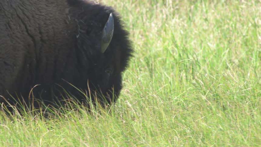 A close-up view of an American bison grazing in a lush green meadow on a sunny day