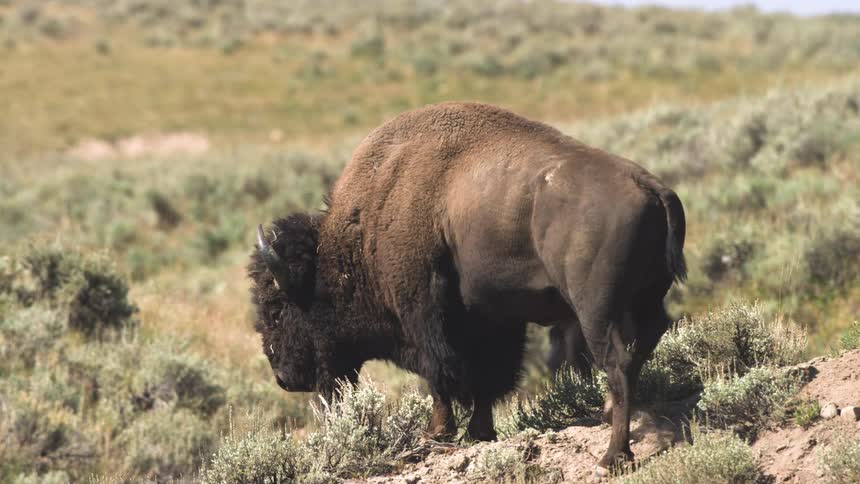 A majestic American bison stands on a sagebrush-covered hill before turning and walking away into the vast prairie