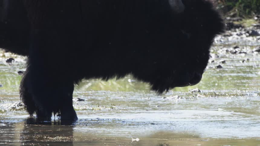Slow motion close-up of a large bison drinking and splashing in a shallow body of water