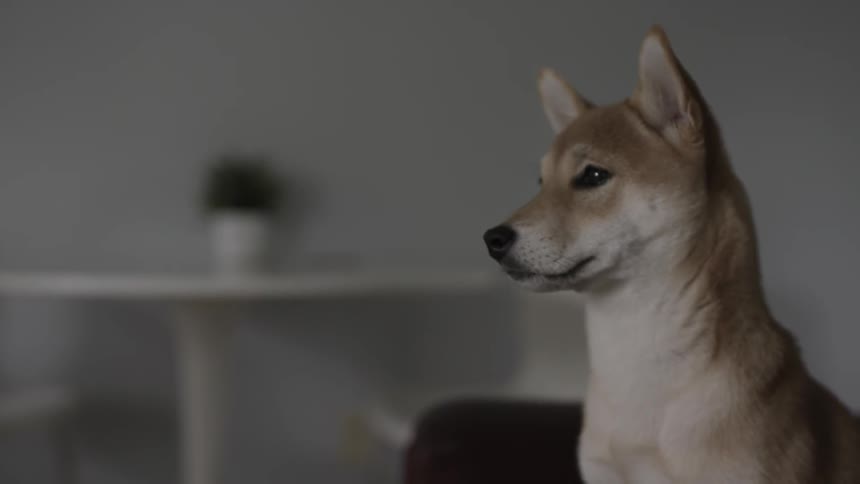 A dog looks at something in front of him