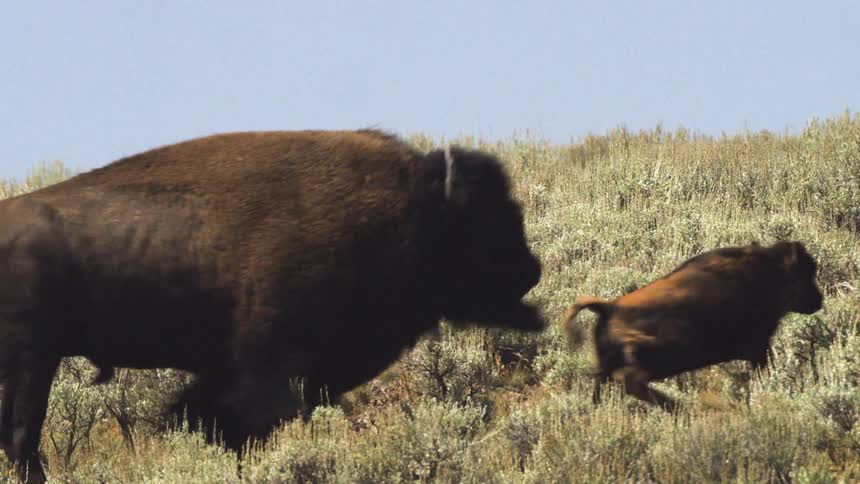 A herd of bison, including a small calf, walks in slow motion across a grassy, sagebrush-covered hillside