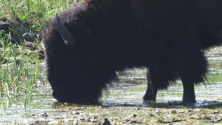 A close-up slow-motion shot captures a majestic bison drinking water from a marshland