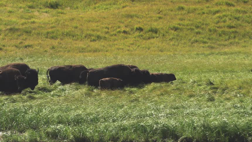 A herd of American bison with their calves grazes peacefully in a vast, sunlit green meadow