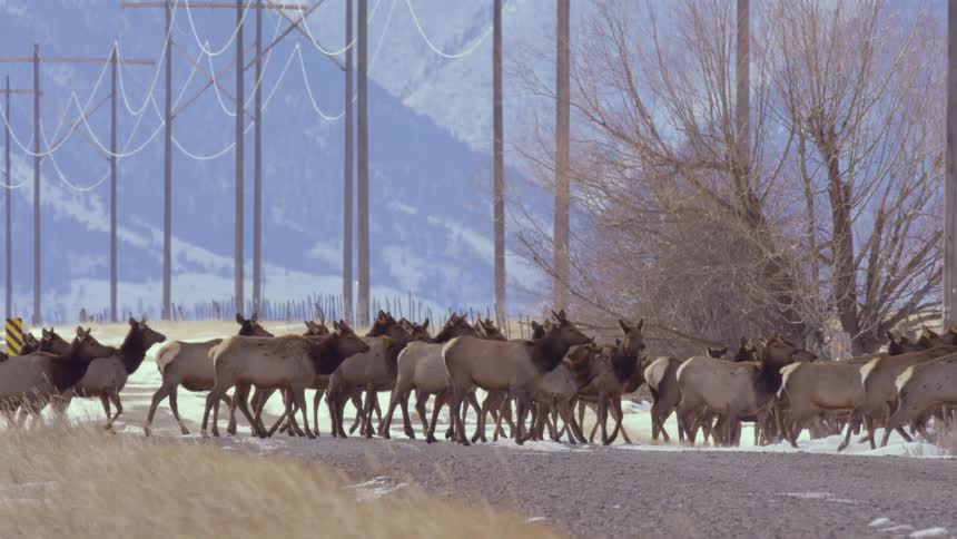 A majestic herd of elk migrates down a rural road in slow motion, jumping a fence in a snowy winter landscape with mountains and powerlines in the background
