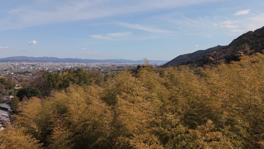 Aerial drone footage slowly pushes over a golden bamboo forest towards a traditional Japanese village and cemetery with the city of Kyoto in the background