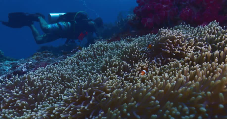 A scuba diver observes a family of clownfish playing in a large sea anemone on a beautiful coral reef