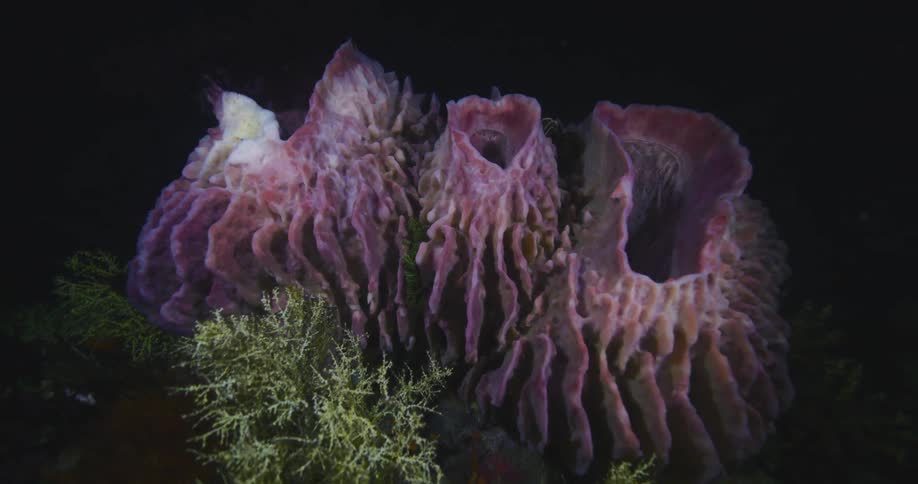 A detailed underwater shot slowly zooms out from a vibrant, purple vase sponge on the dark ocean floor