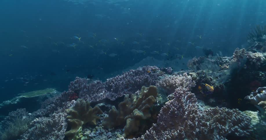 A vibrant coral reef teems with life as a large school of fish swims by under shimmering sun rays