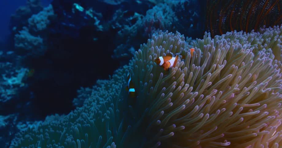 A family of clownfish swim peacefully among the gently swaying tentacles of a large sea anemone on the ocean floor
