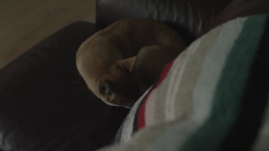 A dog is sleeping on the leather couch