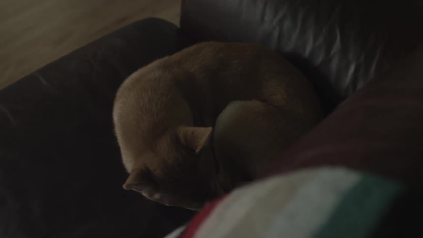 A dog is sleeping on the couch