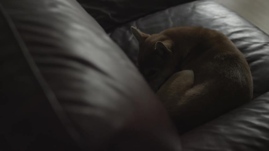 A small dog is sleeping on a leather couch