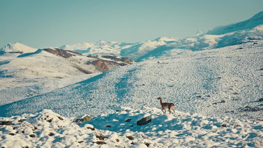 A wild vicuña stands watch over a vast, sunlit, snow-covered mountain landscape