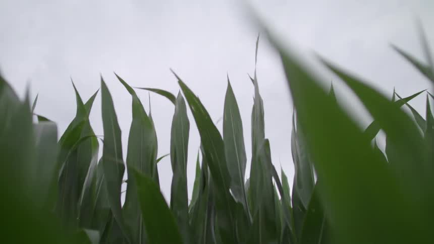 Corn stalk leaves are blowing in the breeze