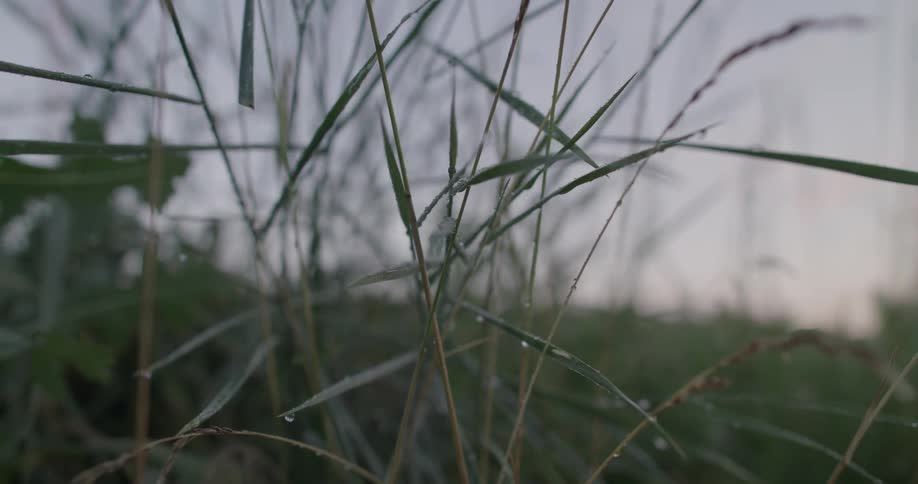 Grass is covered with dew drops