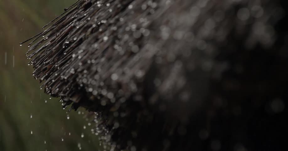Rain falls on a thatch roof