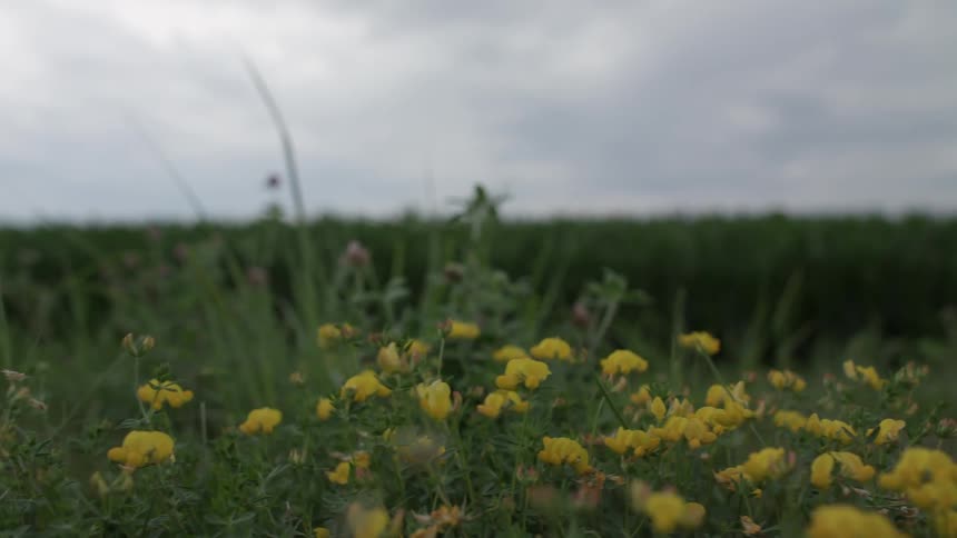 The field is lined with yellow flowers